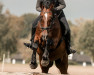 dressage horse Celtic Tiger (Westphalian, 2006, from Cayetano L)