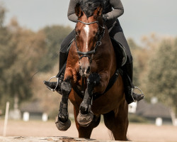 Dressurpferd Celtic Tiger (Westfale, 2006, von Cayetano L)