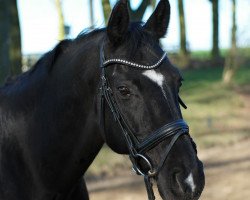 horse Catani Z (Rhinelander, 2000, from Champion Z)