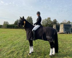 dressage horse Zoey 16 (Oldenburg, 2013, from Zonik)