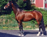 Deckhengst Hero 113 FIN (Hannoveraner, 1997, von Hohenstein I)