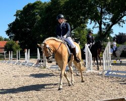 dressage horse Apollon (Haflinger, 2018, from Amerigo)