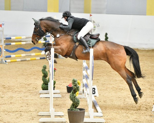 jumper Top Fabio (Czech Warmblood, 2006, from Topas-8)