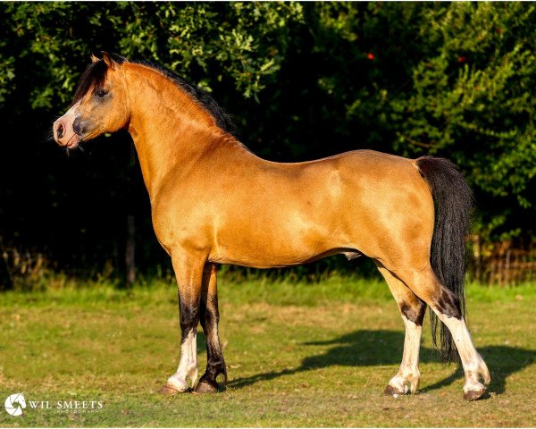 Pferd Kastanjehof Chip (Welsh Mountain Pony (Sek.A), 2011, von Cui Pendragon)