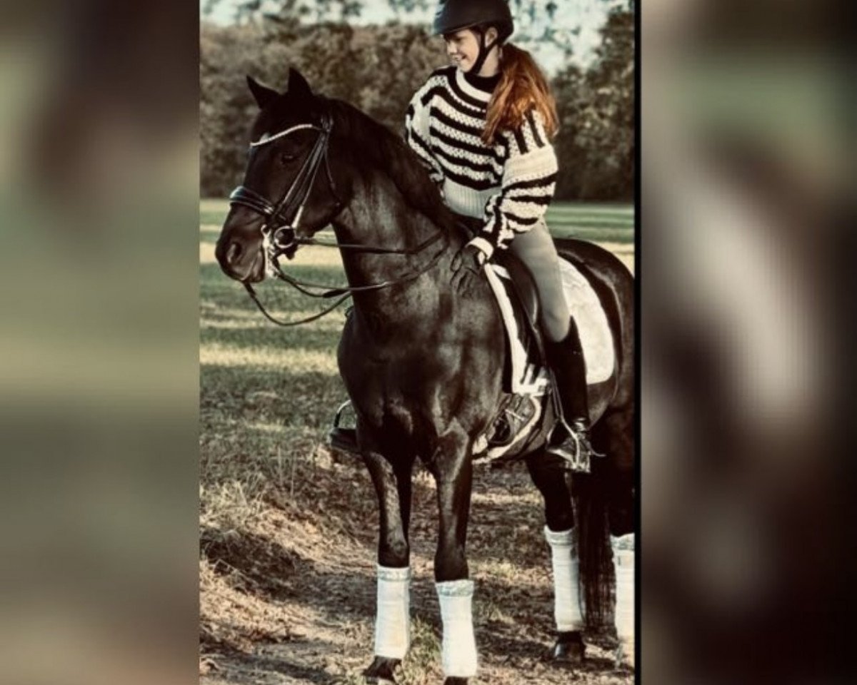 stallion Black Power (German Riding Pony, 2007, from Hilkens Black Delight)