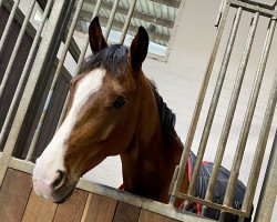 jumper Sabatino Rebel (Hanoverian, 2018, from Stakkato Gold)