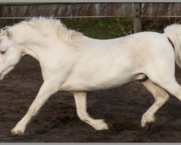 stallion Arvalon Cream Star (Welsh mountain pony (SEK.A), 2004, from Cwmnantgwyn Little Giant)