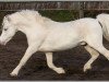 stallion Arvalon Cream Star (Welsh mountain pony (SEK.A), 2004, from Cwmnantgwyn Little Giant)