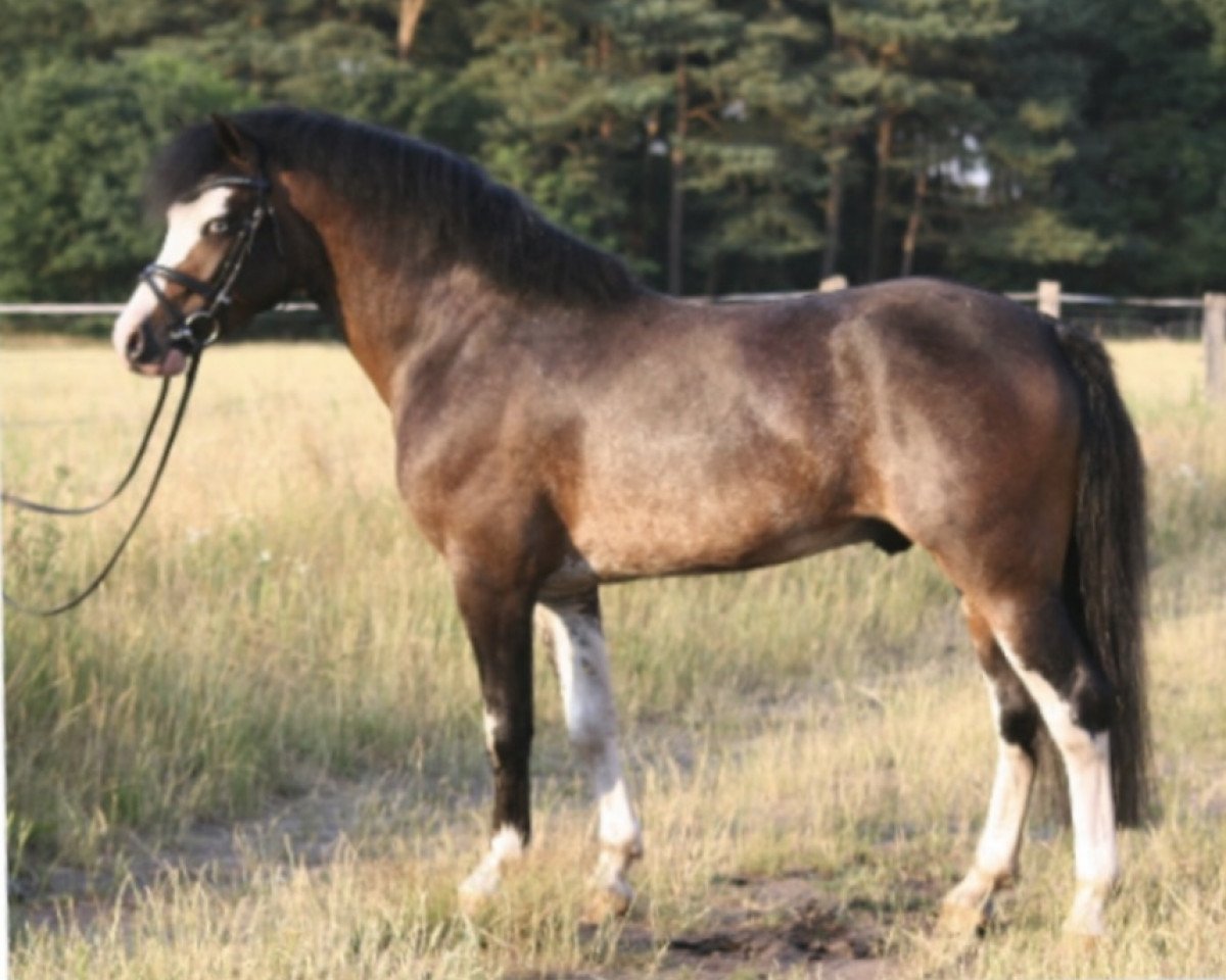 Deckhengst Beach Boy (Welsh Pony (Sek.B), 2005, von Best Boy)