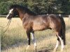 Deckhengst Beach Boy (Welsh Pony (Sek.B), 2005, von Best Boy)