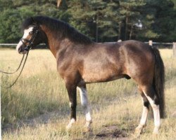 Deckhengst Beach Boy (Welsh Pony (Sek.B), 2005, von Best Boy)