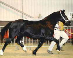 Zuchtstute Trevallion Black Polly (Welsh-Cob (Sek. D), 1999, von Trevallion Flash Jack)