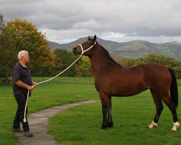 Pferd Trevallion Alicia (Welsh-Cob (Sek. D), 2014, von Trevallion Connan)