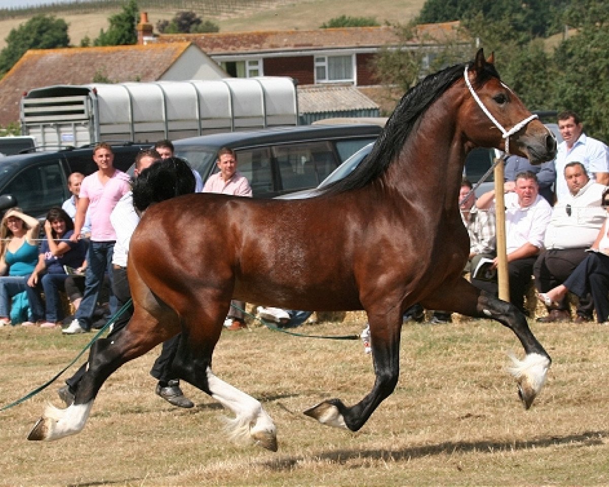 Deckhengst Trevallion Connan (Welsh-Cob (Sek. D), 2006, von Trevallion Ace Comet)
