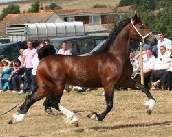 Deckhengst Trevallion Connan (Welsh-Cob (Sek. D), 2006, von Trevallion Ace Comet)