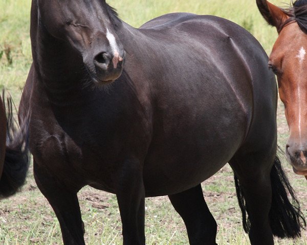 broodmare Thorneyside Magical Lady (Welsh-Cob (Sek. D), 2004, from Thorneyside the Gladiator)