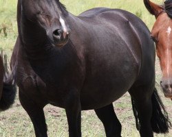 broodmare Thorneyside Magical Lady (Welsh-Cob (Sek. D), 2004, from Thorneyside the Gladiator)