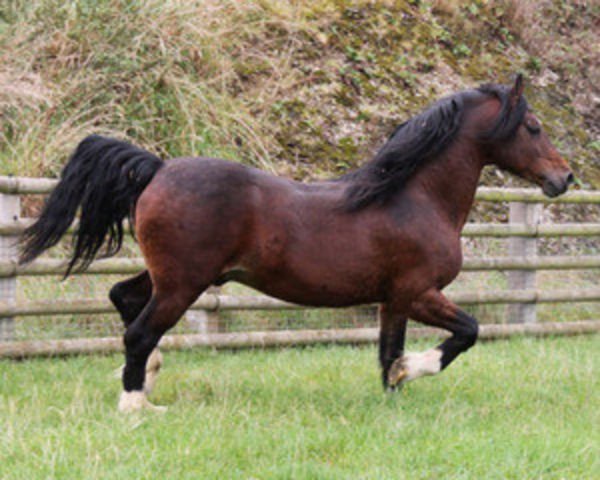 stallion Thorneyside the Gladiator (Welsh-Cob (Sek. D), 1993, from Brynymor Welsh Magic)