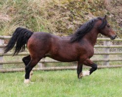 Deckhengst Thorneyside the Gladiator (Welsh-Cob (Sek. D), 1993, von Brynymor Welsh Magic)