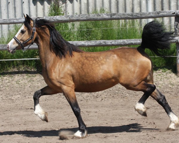 Pferd Hwylog Fancy (Welsh-Cob (Sek. D), 2017, von Hwylog Armani)