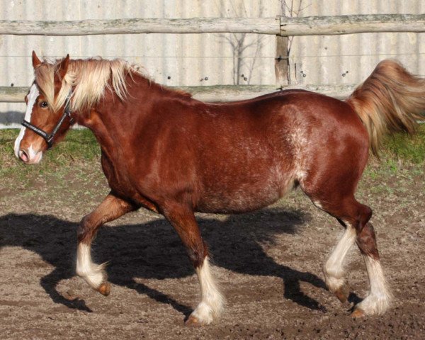 horse Llanarth Eliza Rose (Welsh-Cob (Sek. D), 2018, from Llanarth Fiery Jack)