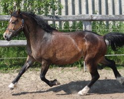 Pferd Llanmorlais Fairy (Welsh-Cob (Sek. D), 2016, von Thorneyside The Predator)