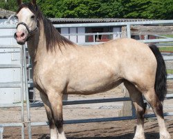 horse Arvalon Montana Mai (Welsh-Cob (Sek. D), 2013, from Llanmorlais Express)