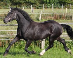 Zuchtstute Fronarth Boneddiges's Pride (Welsh-Cob (Sek. D), 2005, von Fronarth Dafydd Du)