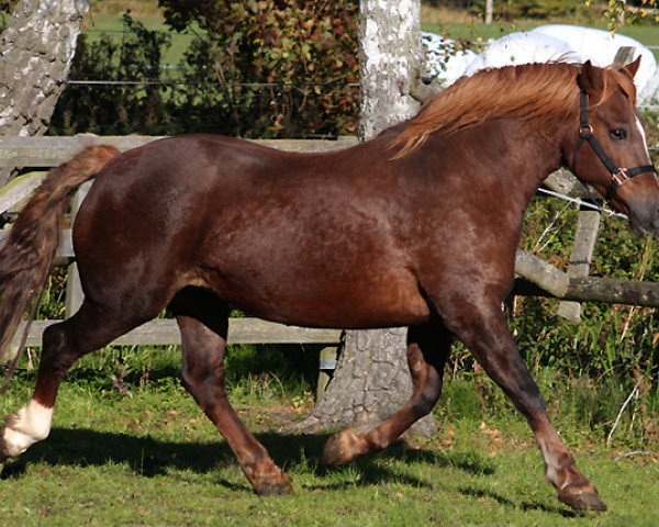 Zuchtstute Fronarth Rose Queen (Welsh-Cob (Sek. D), 1999, von Cathedine Telynor)