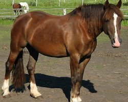 broodmare Fronarth Dameg (Welsh-Cob (Sek. D), 1997, from Cathedine Telynor)