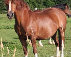 broodmare Fronarth May Queen (Welsh-Cob (Sek. D), 1998, from Fronarth Ianto)