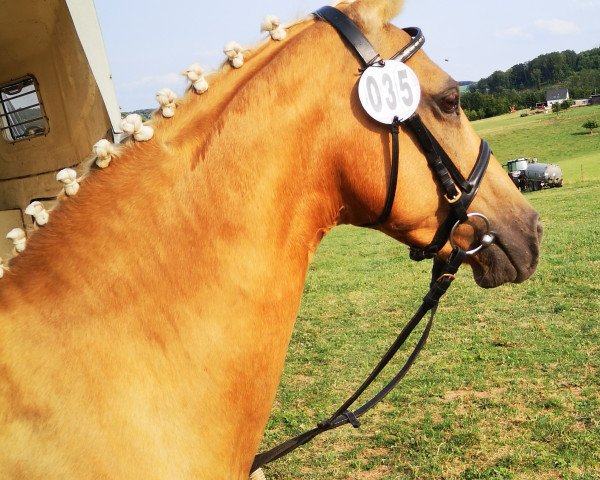 broodmare Golden Heaven YS (German Riding Pony, 2010, from Hemingway B)