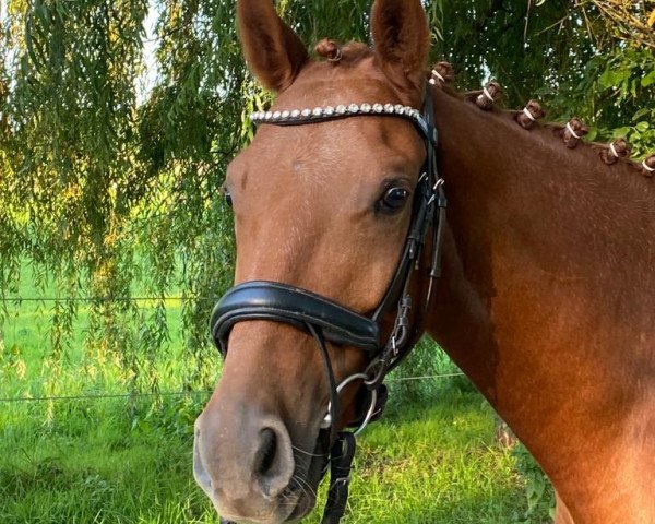 dressage horse Deep Space YS (German Riding Pony, 2019, from Deukalion B)