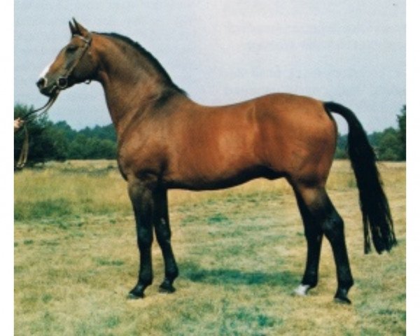 stallion Argentan I (Hanoverian, 1967, from Absatz)
