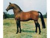 stallion Argentan I (Hanoverian, 1967, from Absatz)