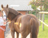 dressage horse Diamond Colore P (German Riding Pony, 2017, from Diamond Touch NRW)