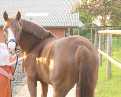 Dressurpferd Diamond Colore P (Deutsches Reitpony, 2017, von Diamond Touch NRW)