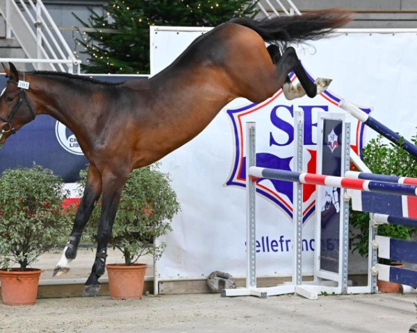 jumper Jess d'Helby (Selle Français, 2019, from Conte Bellini)