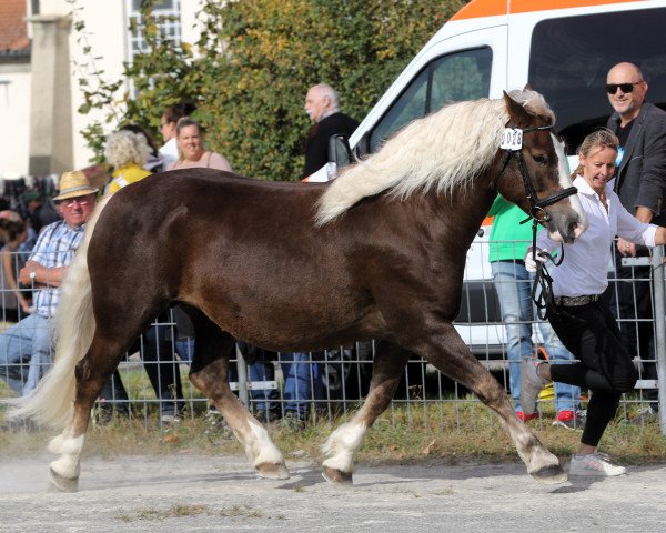 Zuchtstute Estella (Schwarzwälder Kaltblut, 2017, von Roter Milan)