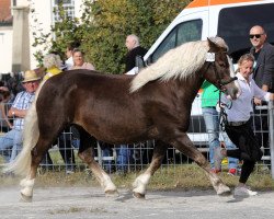 horse Estella (Schwarzwälder Kaltblut, 2017, from Roter Milan)