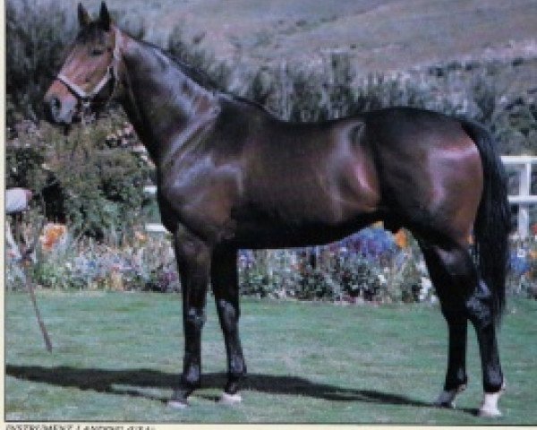 stallion Instrument Landing xx (Thoroughbred, 1976, from Grey Dawn xx)