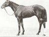 stallion Alan Breck xx (Thoroughbred, 1918, from Sunstar xx)