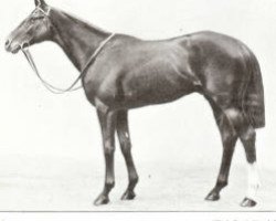 stallion Alan Breck xx (Thoroughbred, 1918, from Sunstar xx)