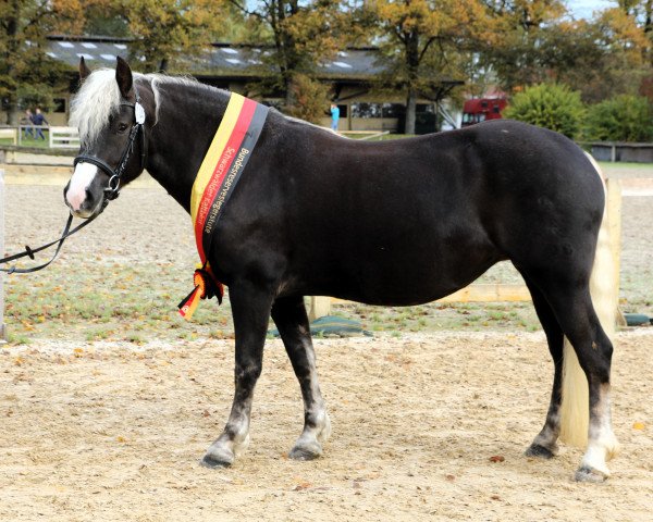 Zuchtstute Elischa Rosalie (Schwarzwälder Kaltblut, 2018, von Roter Milan)