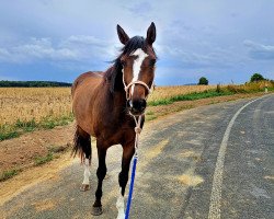 broodmare Lycaris-Dream (Trakehner, 2019, from Banderas)