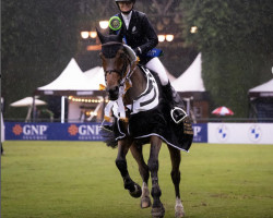 jumper Libido van't Hofken (Belgian Warmblood, 2011, from Nabab de Rêve)