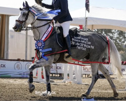 jumper Nadale van Dorperheide (Belgian Warmblood, 2013, from Zilverstar T)