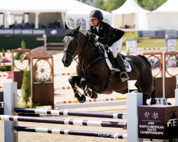 Springpferd Ortega Di Fer (Belgisches Warmblut, 2014, von Jenson van't Meulenhof)