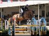 jumper Kummel (Swedish Warmblood, 2015, from Andiamo)