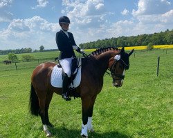 dressage horse Fleur Sauvage 3 (Hanoverian, 2016, from Fürst Belissaro)